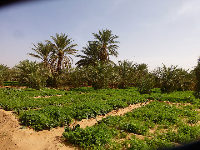 Squash, carrot and other veggies grow in the oasis