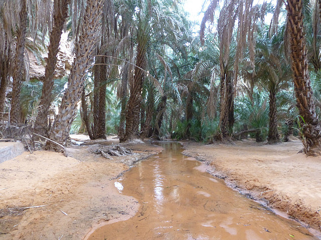 A cool stream runs through the middle of the oasis