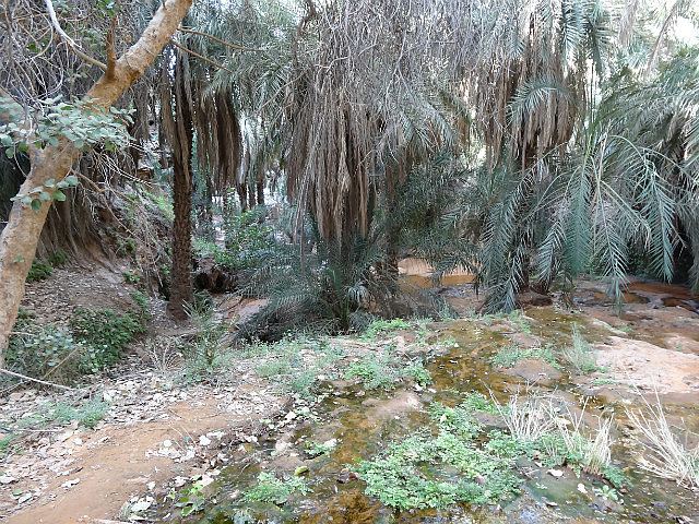 The lush Terjit Oasis