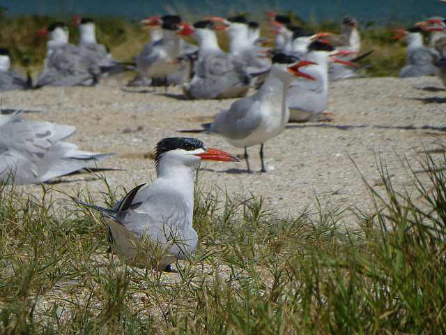 Caspian Tern