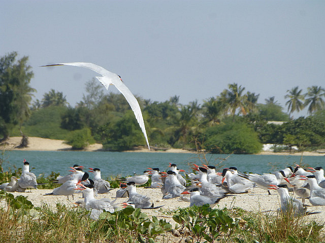 Caspian Terns