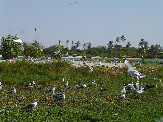 Closer look at the nesting birds