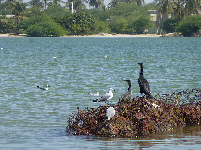 Cormorants sunning on the rock