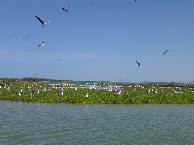 Nesting Grey-headed gulls and Caspian terns