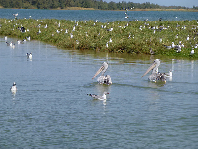 Pelicans and gulls
