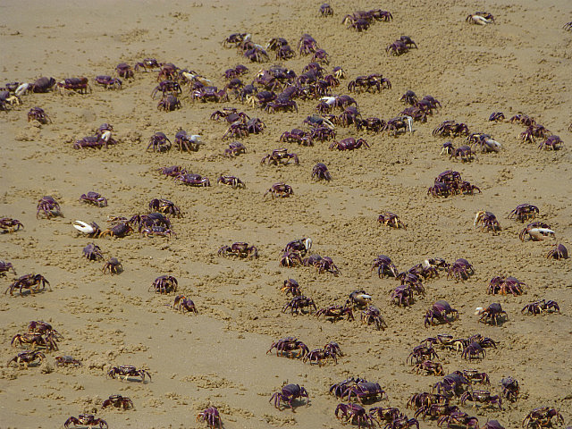 Scores of crabs on the beach