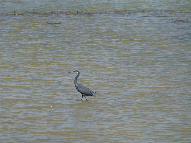 Western Reef-heron