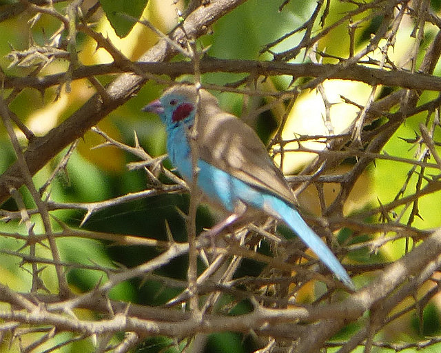 Red-cheeked Cordon-bleu