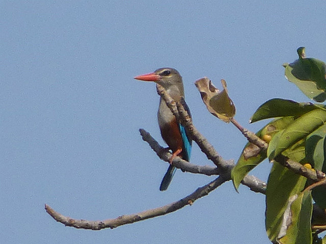 Grey-headed Kingfisher