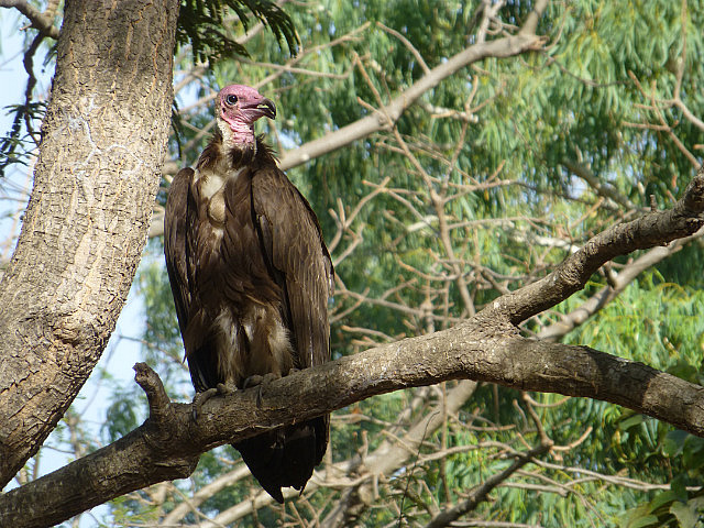 Lappet-faced Vulture