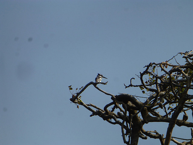 Pied Kingfisher