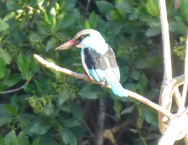 Woodland Kingfisher