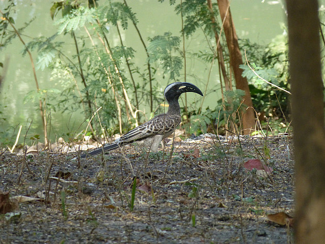 African Grey Hornbill