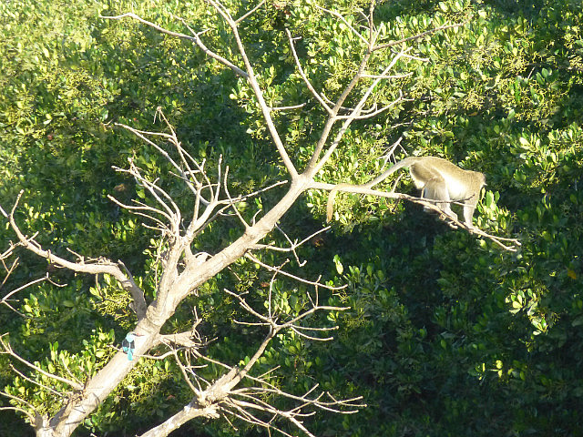 Baboon ready to jump and woodland kingfisher