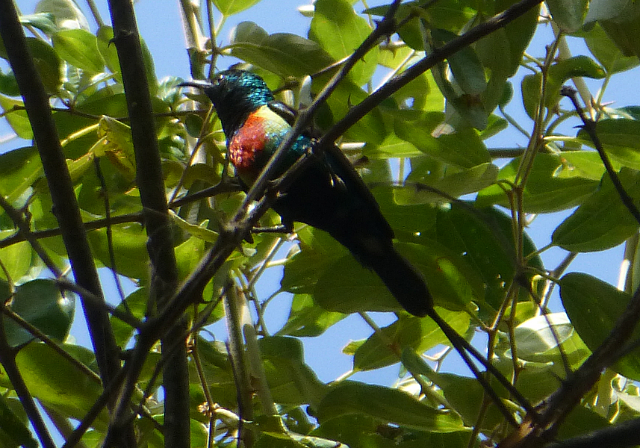 Beautiful Sunbird