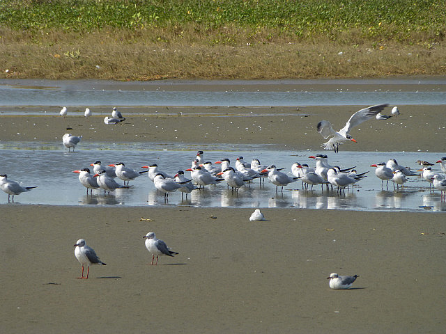 Caspian Tern (orange bill) and Grey headed Gulls