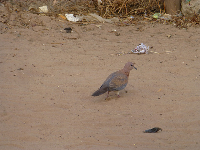 Laughing Dove