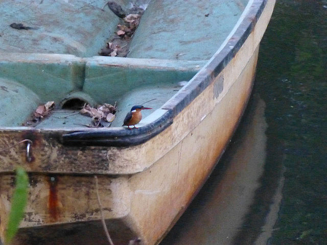 Malachite Kingfisher