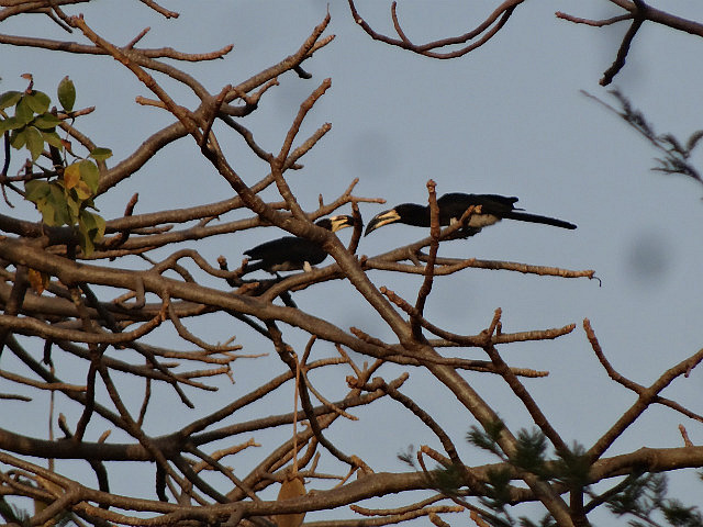 Pied Hornbill