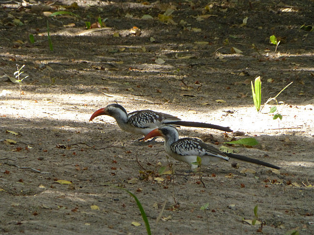 Red-billed Hornbill