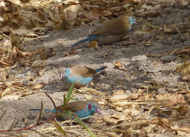 Red-cheeked Cordon-bleu