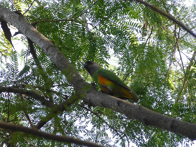Senegal Parrot
