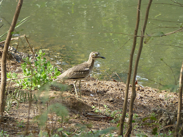 Senegal Thick-knee