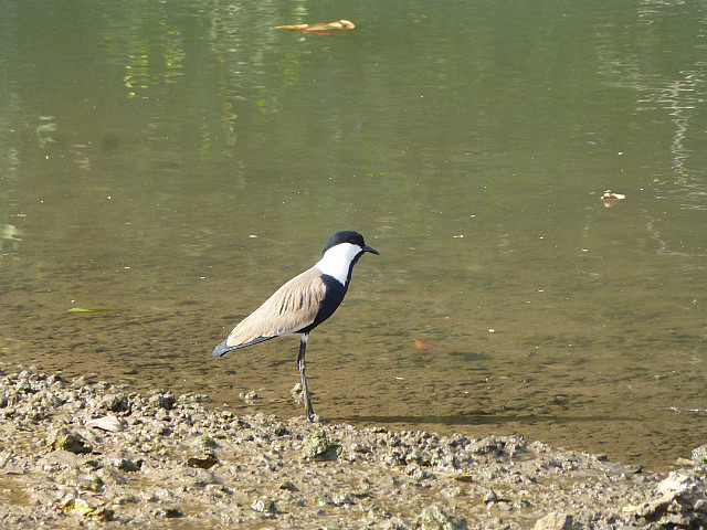 Spur-winged Plover