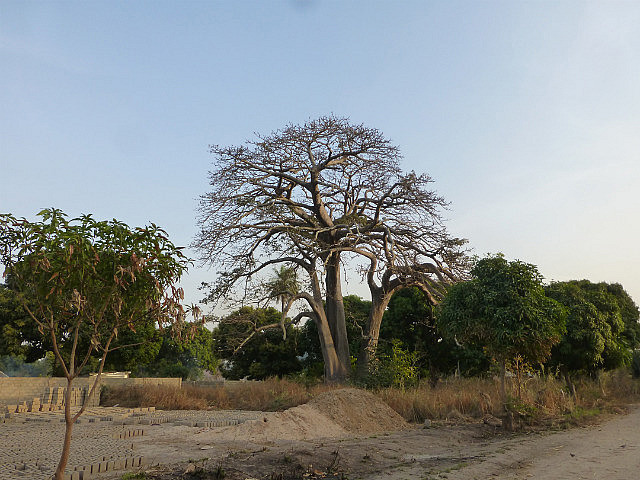 The mighty Boabab tree