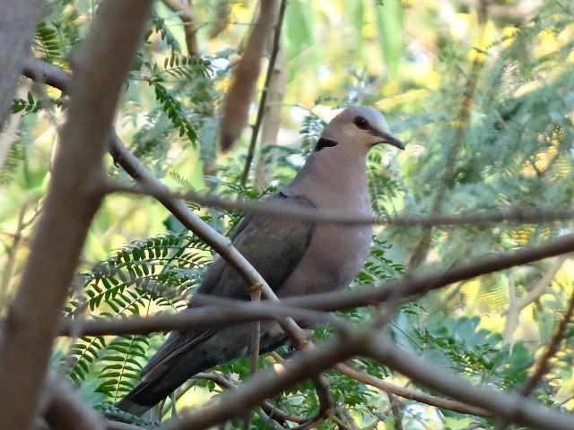 Vinaceous Dove