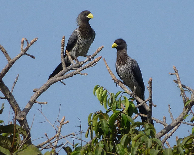 Western Grey Plantain-eater
