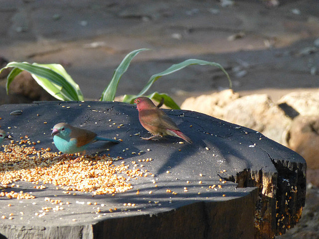 Blue Waxbill and Fire Finch, Vic Falls Backpackers