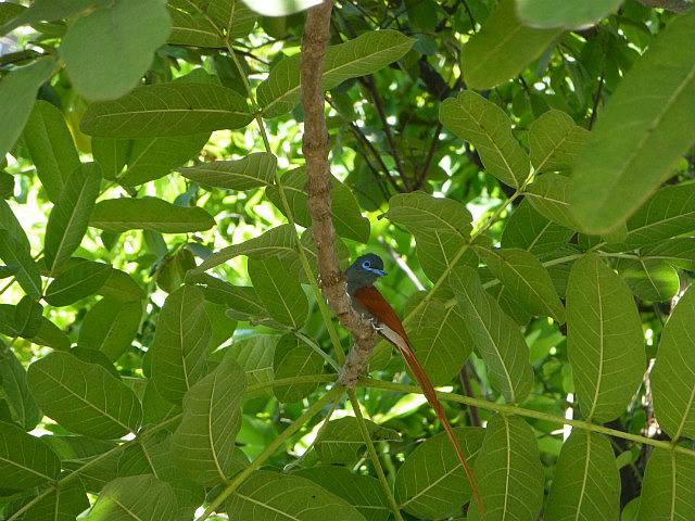 Male Paradise Flycatcher, Vic Falls Backpackers