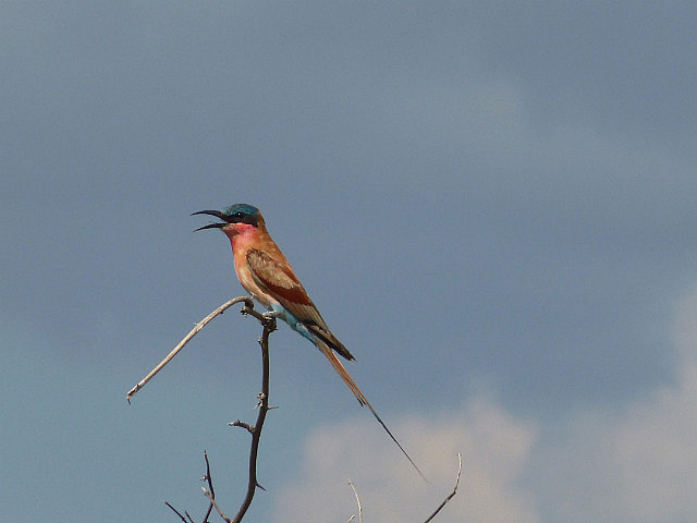 Carmine Bee-eater
