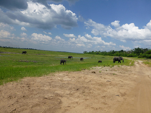 Elephant herd