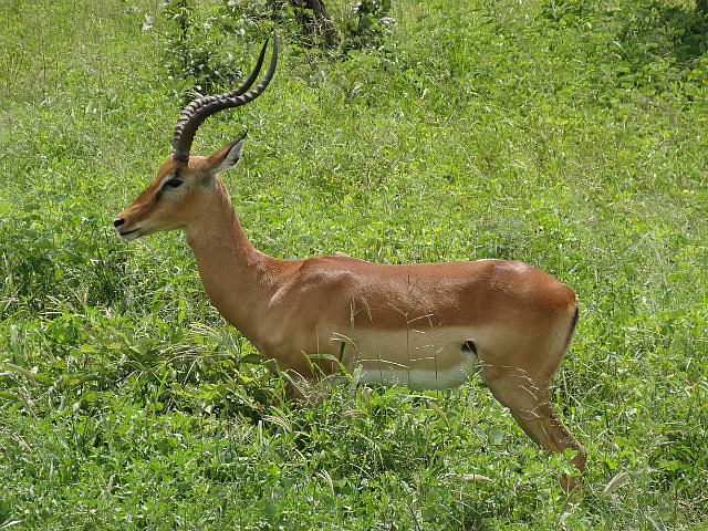 Impala