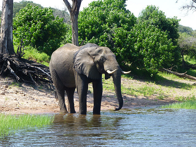 African Elephant