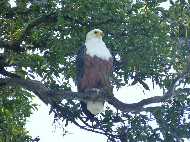African Fish Eagle