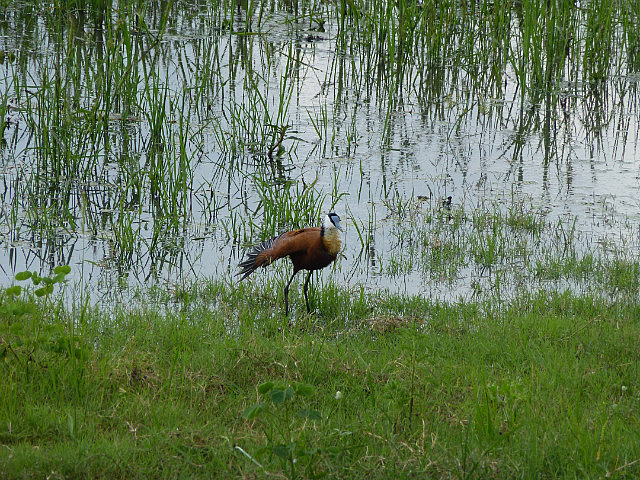 African Jacana