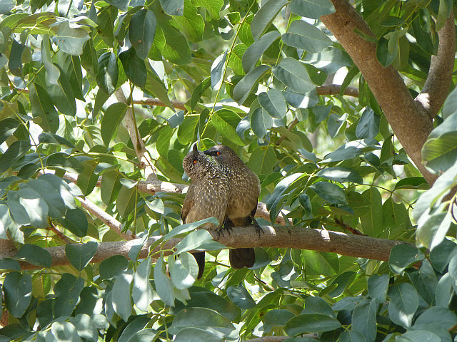 Arrow-marked Babbler