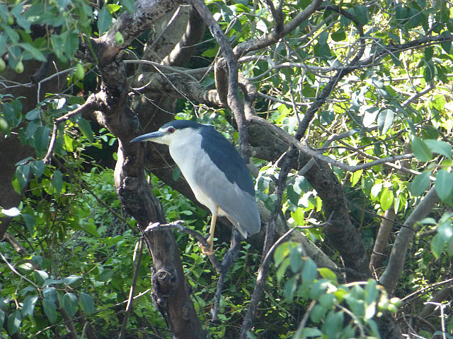Black-crowned Night Heron