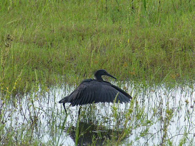 Black Heron displaying umbrella pose