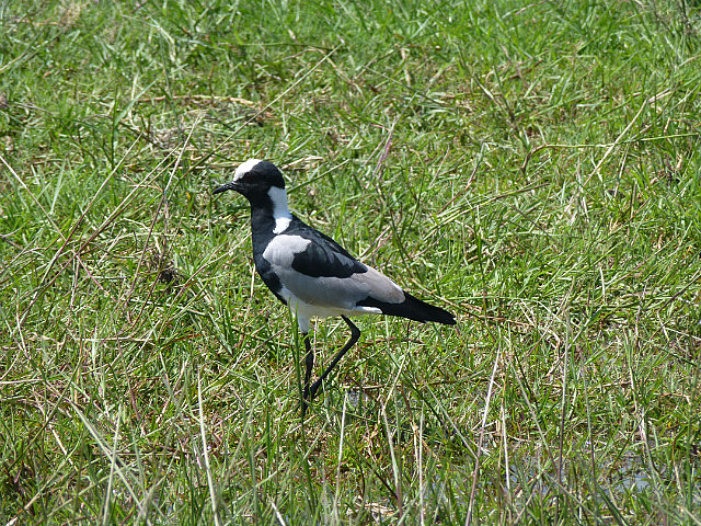 Blacksmith Plover