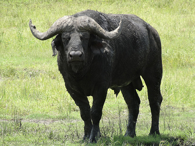 Buffalo