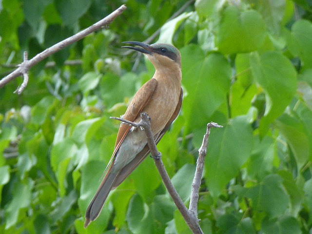 Carmine Bee-eater