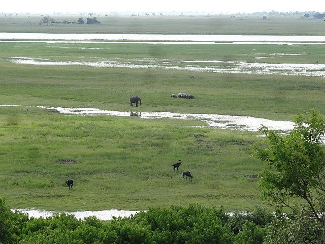 Chobe National Park panorama
