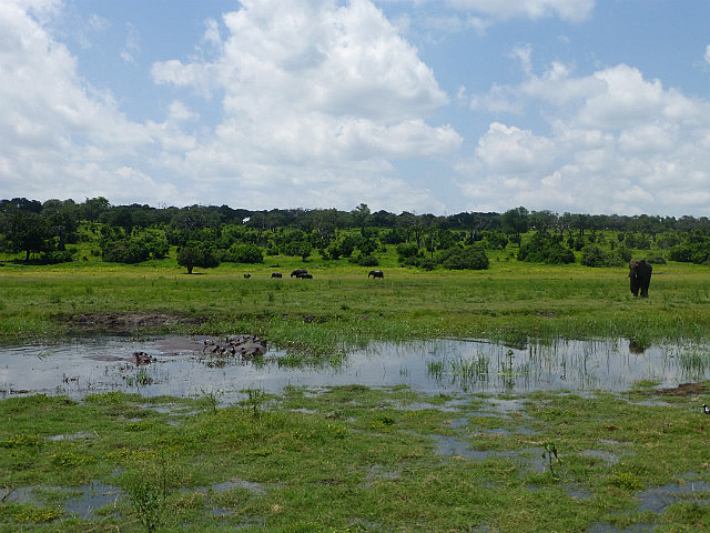 Chobe panorama - elephants and hippos