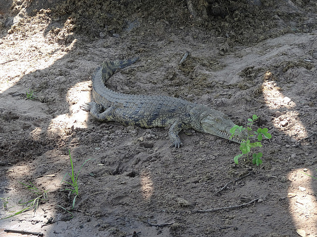 Crocodile on the banks of the Zambezi