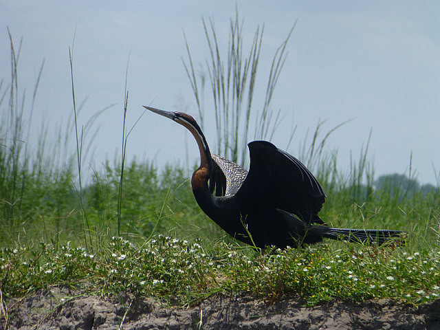African Darter