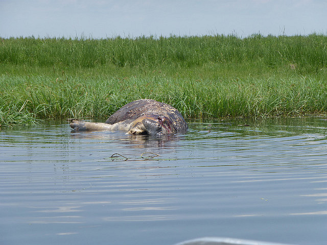 Dead Hippo being devoured by crocodiles